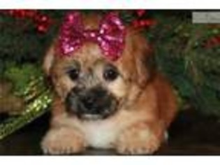 Yorkshire Terrier Puppy for sale in Iowa City, IA, USA