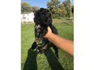 Saint Berdoodle Puppy for sale in Iron Ridge, WI, USA