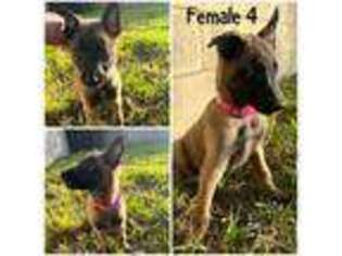 Belgian Malinois Puppy for sale in Tampa, FL, USA