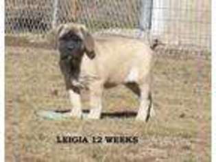 Mastiff Puppy for sale in Rogersville, MO, USA
