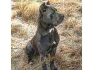 Cane Corso Puppy for sale in Odessa, TX, USA