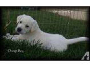 Labrador Retriever Puppy for sale in CHENEY, WA, USA