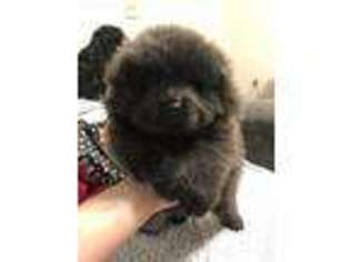 Chow Chow Puppy for sale in Wadsworth, OH, USA