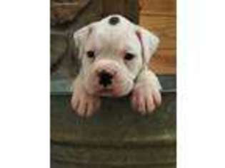 Boxer Puppy for sale in Buckingham, VA, USA