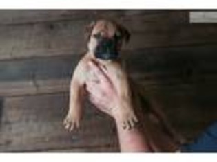 Bullmastiff Puppy for sale in Morgantown, WV, USA