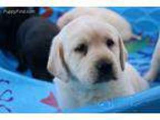 Labrador Retriever Puppy for sale in Richmond, KY, USA