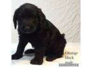 Labradoodle Puppy for sale in Sycamore, GA, USA