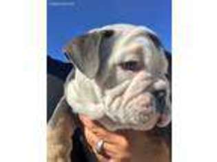 Bulldog Puppy for sale in Acton, CA, USA