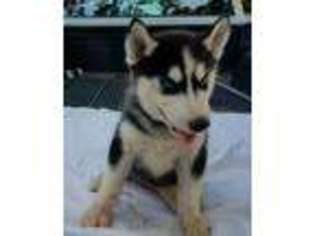 Siberian Husky Puppy for sale in Muldrow, OK, USA