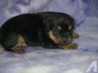 Rottweiler Puppy for sale in SUDBURY, MA, USA