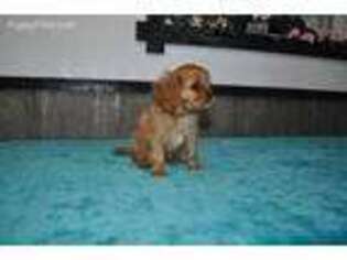 Cavalier King Charles Spaniel Puppy for sale in Arthur, IL, USA