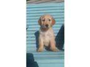 Goldendoodle Puppy for sale in Belle Rive, IL, USA