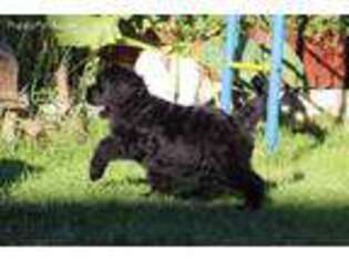 Black Russian Terrier Puppy for sale in Staten Island, NY, USA