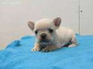 French Bulldog Puppy for sale in Carney, OK, USA