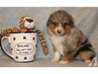 Mutt Puppy for sale in WHITESVILLE, KY, USA