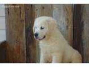 Golden Retriever Puppy for sale in Ripley, WV, USA