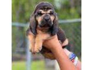 Bloodhound Puppy for sale in Orangeburg, SC, USA