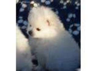 Pomeranian Puppy for sale in Middletown, MD, USA