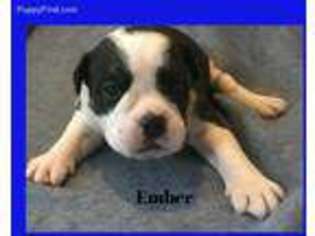 Olde English Bulldogge Puppy for sale in Cheboygan, MI, USA