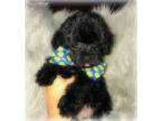 Yorkshire Terrier Puppy for sale in Brainerd, MN, USA