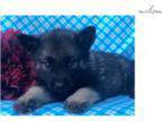 Norwegian Elkhound Puppy for sale in Lancaster, PA, USA
