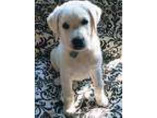 Labrador Retriever Puppy for sale in Roan Mountain, TN, USA
