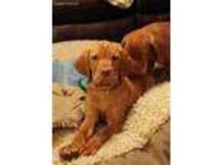 Vizsla Puppy for sale in Rosebud, MO, USA