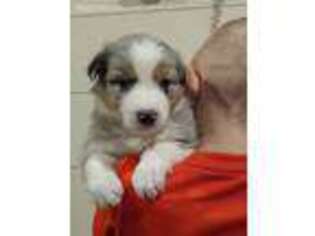 Australian Shepherd Puppy for sale in Orland, IN, USA