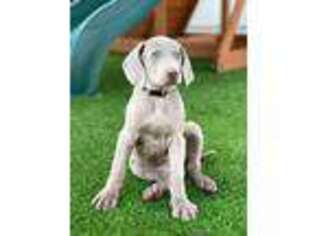 Weimaraner Puppy for sale in Live Oak, FL, USA