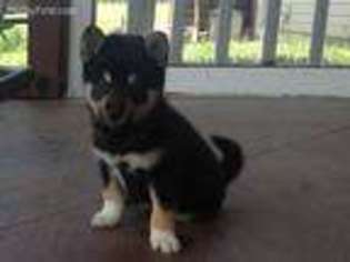 Shiba Inu Puppy for sale in Carthage, MO, USA
