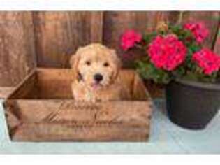 Goldendoodle Puppy for sale in Lake Mary, FL, USA