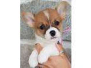Pembroke Welsh Corgi Puppy for sale in Bernville, PA, USA