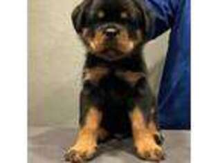 Rottweiler Puppy for sale in Durand, IL, USA
