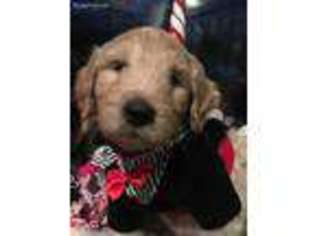 Goldendoodle Puppy for sale in Taunton, MA, USA