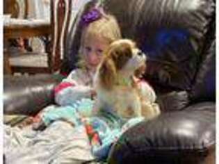 Cavalier King Charles Spaniel Puppy for sale in Clover, SC, USA