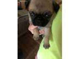Pug Puppy for sale in Stanley, VA, USA