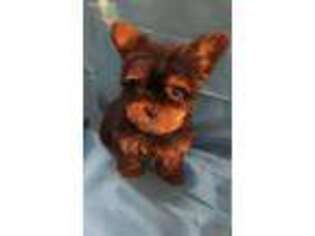 Yorkshire Terrier Puppy for sale in Momence, IL, USA