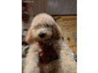 Labradoodle Puppy for sale in Chester, TX, USA