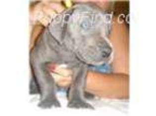 Great Dane Puppy for sale in Albany, NY, USA