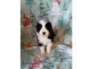 Bearded Collie Puppy for sale in Mansfield, MO, USA