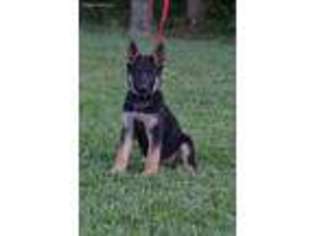 German Shepherd Dog Puppy for sale in Lore City, OH, USA