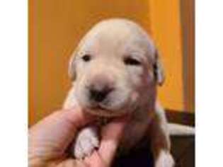 Labrador Retriever Puppy for sale in Englishtown, NJ, USA