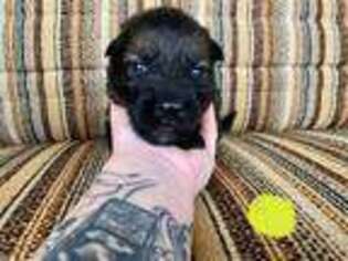 German Shepherd Dog Puppy for sale in Xenia, OH, USA