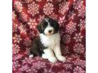 Bearded Collie Puppy for sale in Peru, IL, USA