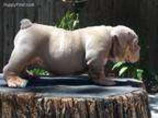 Bulldog Puppy for sale in Canoga Park, CA, USA