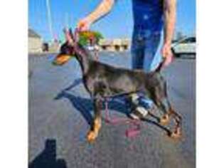Doberman Pinscher Puppy for sale in Liberty Center, OH, USA