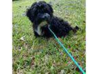 Havanese Puppy for sale in Houston, TX, USA