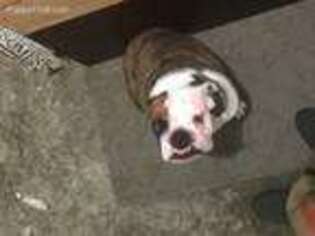 Bulldog Puppy for sale in Wellsboro, PA, USA