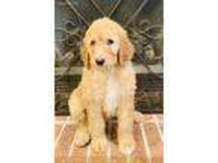 Goldendoodle Puppy for sale in Atlanta, GA, USA