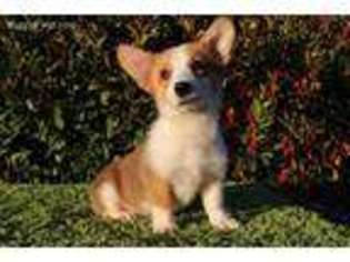 Pembroke Welsh Corgi Puppy for sale in Stockton, CA, USA